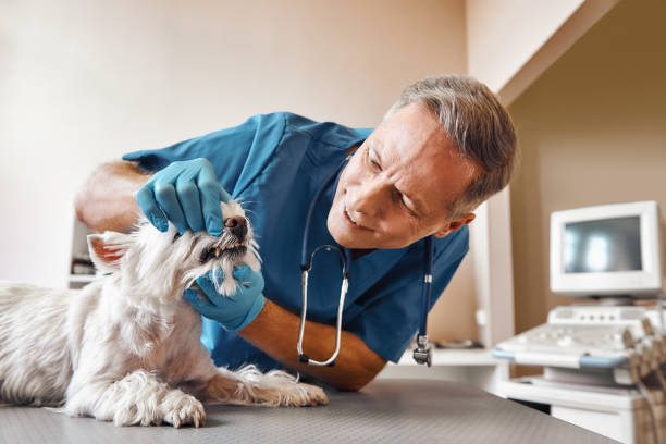 Best 24-Hour Emergency Dentist in Saranac Lake, NY